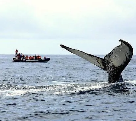 Barrocas Azores